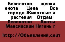 Бесплатно !!! щенки енота!! › Цена ­ 1 - Все города Животные и растения » Отдам бесплатно   . Ханты-Мансийский,Нягань г.